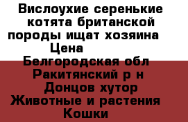 Вислоухие серенькие котята британской породы ищат хозяина  › Цена ­ 2 000 - Белгородская обл., Ракитянский р-н, Донцов хутор Животные и растения » Кошки   